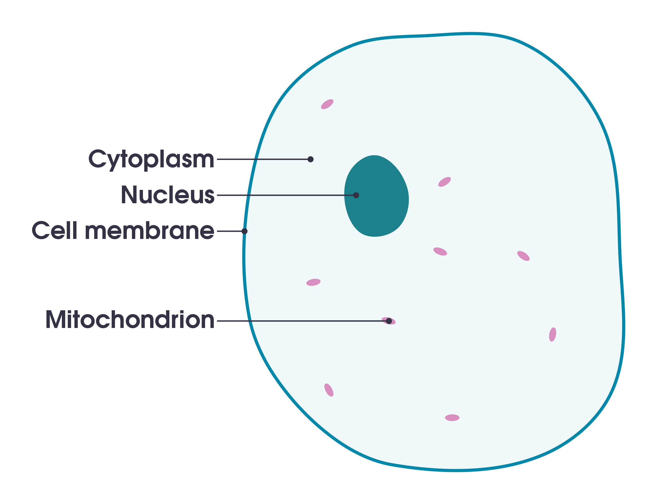 <p>holds the components of the cell and protects them</p>