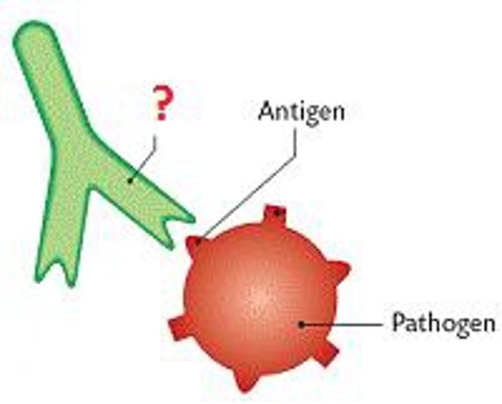 <p>(also, immunoglobins or gamma globulins) antigen-specific proteins produced by specialized B lymphocytes that protect the body by binding to foreign objects such as bacteria and viruses</p>