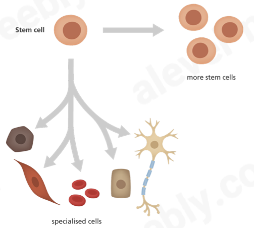 <p><span>Stem cells are cells that can divide an unlimited number of times by mitosis.</span></p><ul><li><p><span>extent of the power of a stem cell to produce different cell types is called its </span><strong><span>potency</span></strong></p></li></ul>