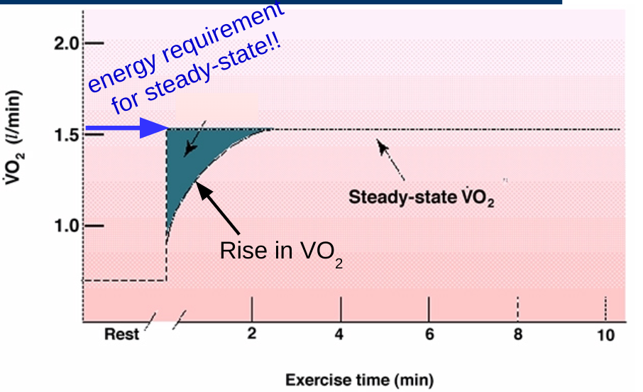 Training state and intensity of exercise can affect the time to reach S-S!! 