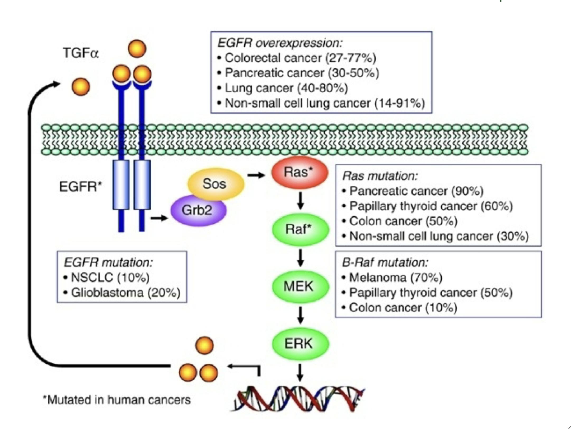 <p>TGFa binds to EGFR on cell surface →</p><p>EGFR activates and then recruits Grb2 →</p><p>Grb2 recruits Sos → </p><p>Sos recruits Ras → </p><p>Ras recruits Raf → </p><p>Raf recruits MEK → </p><p>MEK recruits ERK → </p><p>ERK enters nucleus and promotes cell division</p>