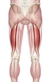 <p>origin: ischial tuberosity (long head) and linea aspera of femur (short head)</p>