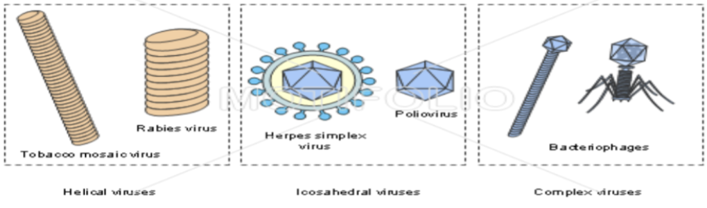 <ul><li><p>Protein case that encloses genetic material</p></li><li><p>Protects it when outside of a host</p></li><li><p>Helical</p><ul><li><p>Screw</p></li></ul></li><li><p>Icosahedral/polyhedral</p><ul><li><p>Anywhere from 10-20 sides</p></li></ul></li><li><p>Complex viruses have both helical and icosahedral symmetry</p></li></ul>