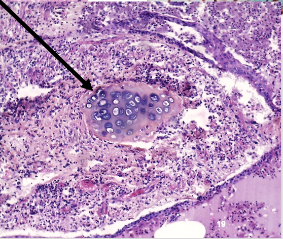 <p>wat wordt er aangeduid</p>