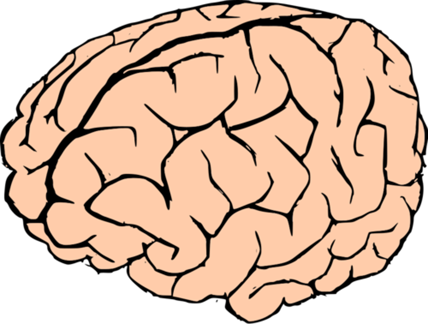 <p>brain</p>
