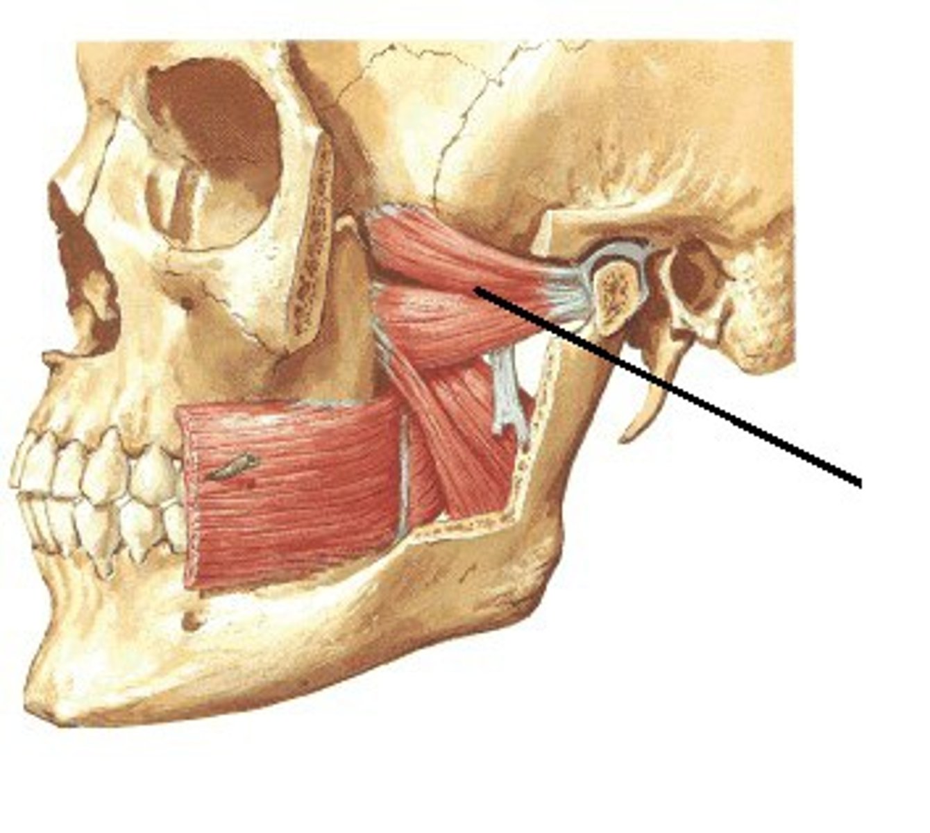 <p>- origin (superior head): infratemporal surface of grater wing of sphenoid<br>- origin (inferior head): lateral pterygoid plate<br>- insertion: pterygoid fovea, capsule of tmj<br>- action (acting together): protrude mandible<br>- action (acting alone): protrudes side of jaw <br>- action (acting alternatively): produces grinding motion</p>