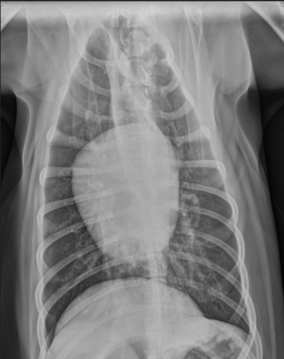 <p>I<span style="background-color: transparent;"><span>s this a VD or DV projection based on the appearance of the diaphragm?</span></span></p>