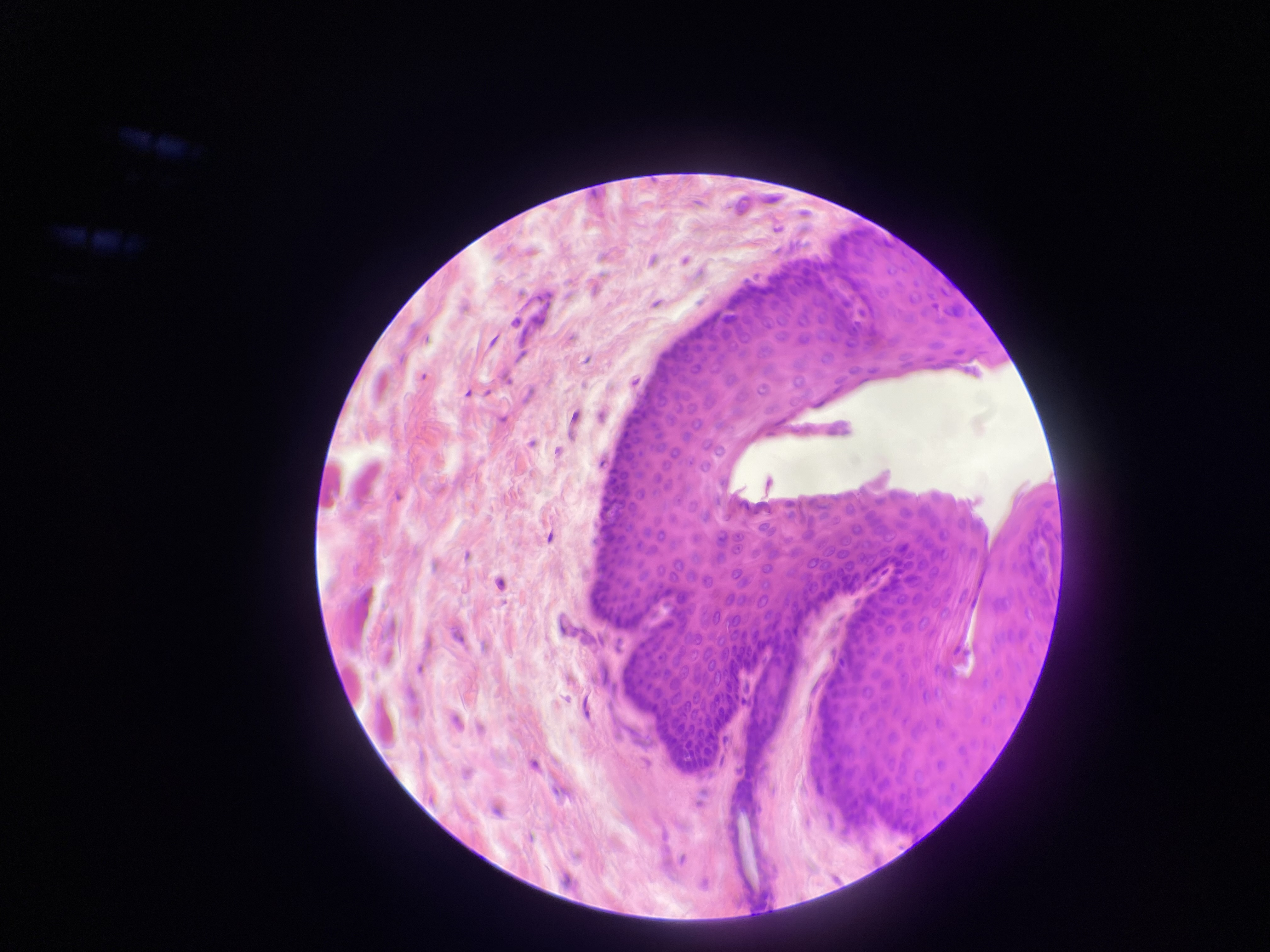 <p>what tissue is this?</p>