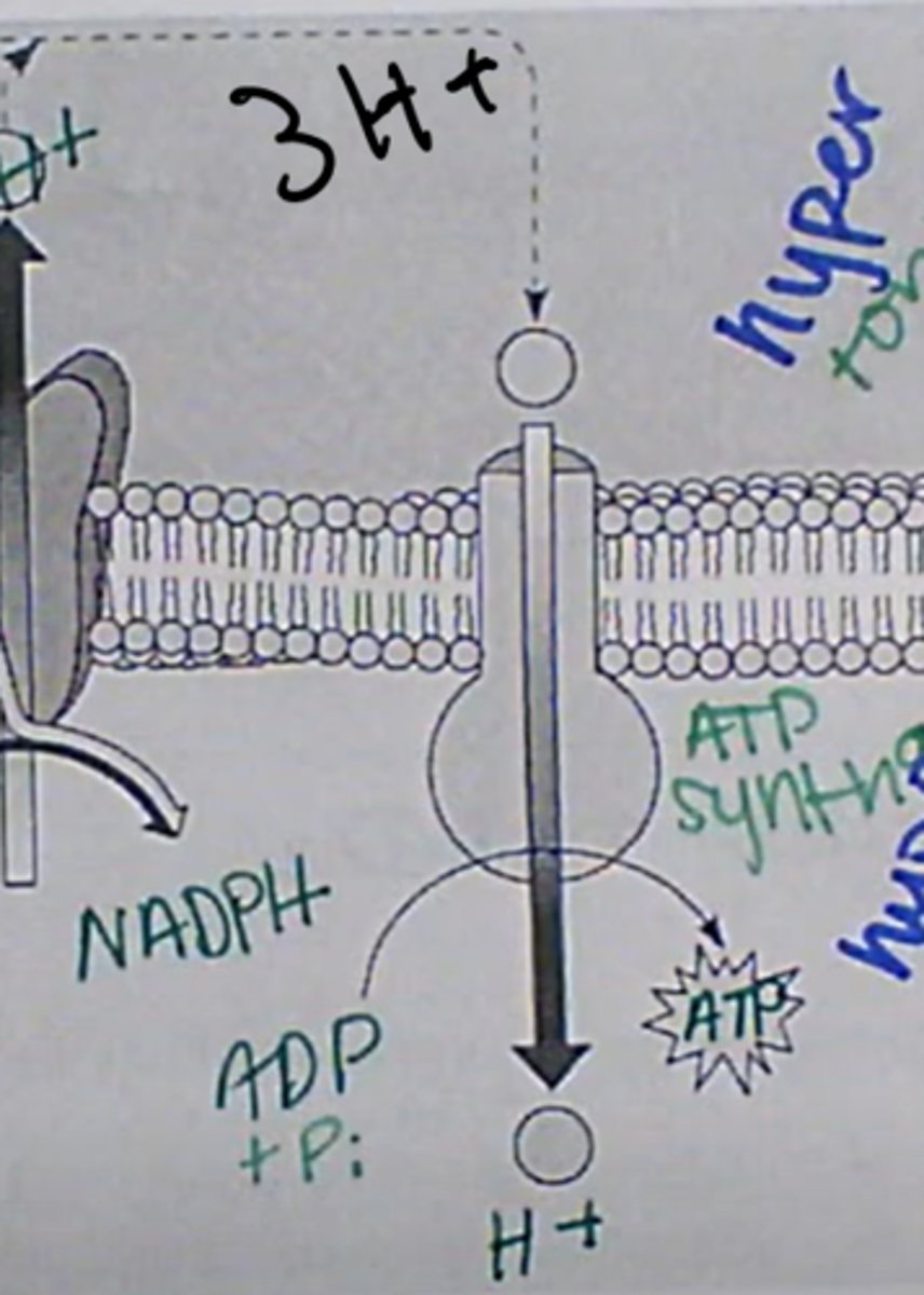 <p>1. Because there is now a bunch of H+s at the top, they want to flow down via diffusion because of the concentration gradient.</p><p>2. The 3 H+s flow through the enzyme ATP synthase, which adds a phosphate to ADP (adenosine diphosphate) to make ATP (adenosine triphosphate). </p><p>ATP synthase is both an enzyme and a transport protein. Remember ions need to diffuse through proteins, and things that end in "ase" are enzymes.</p>