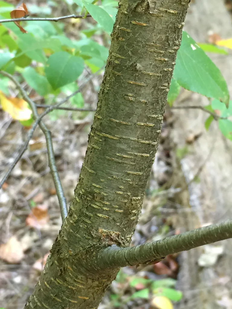 <p>a pore in the bark of young trunks and branches through which air passes to interior cells</p>