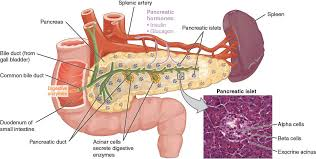 <p>the head fits into the C shape of duodenum, and the tail is next to the spleen </p>