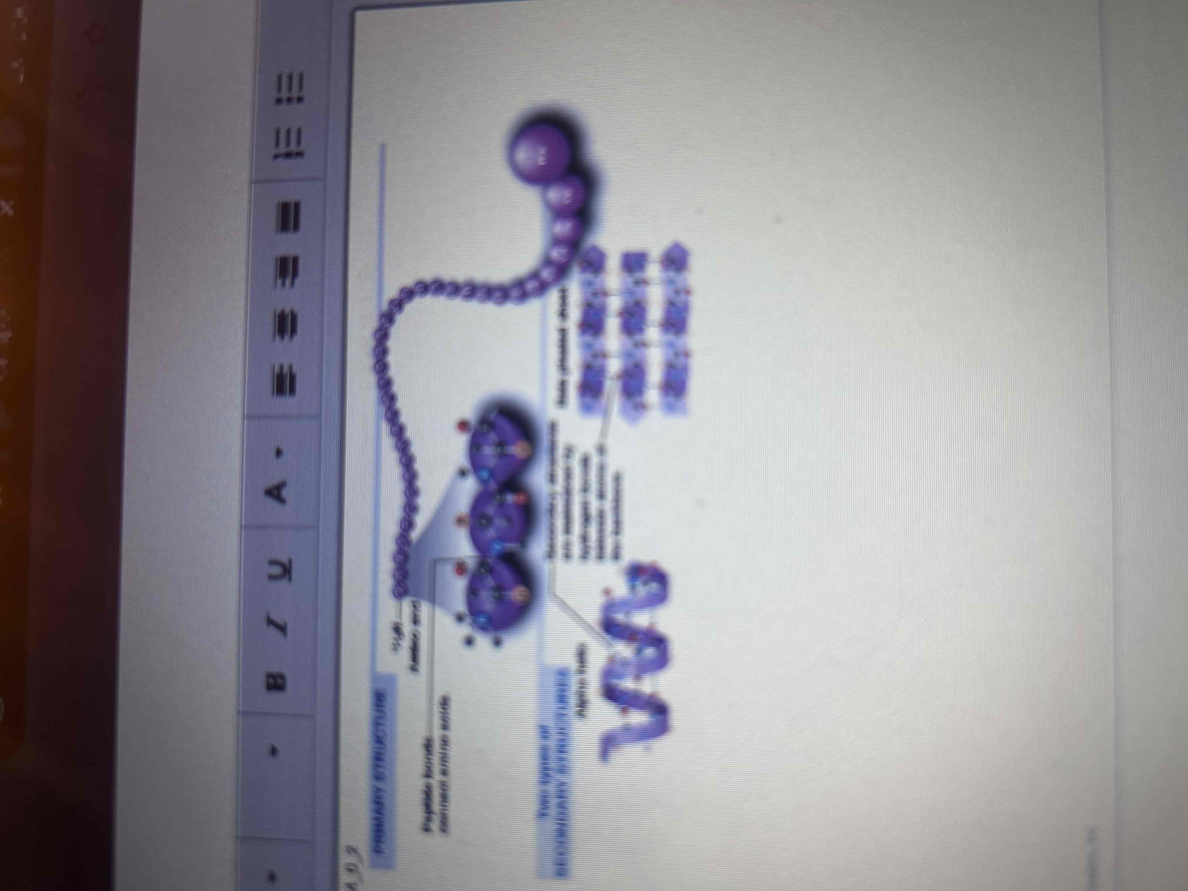 <p>The coiling or folding of the chain, stabilized by hydrogen bonds.</p>