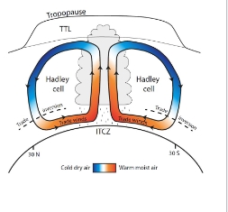 <ul><li><p>areas along the equator receive the most moisture whereas, area 30 N and 30 S latitude are drier</p></li></ul><p>The <strong>Hadley Cell </strong>causes this to occur</p>