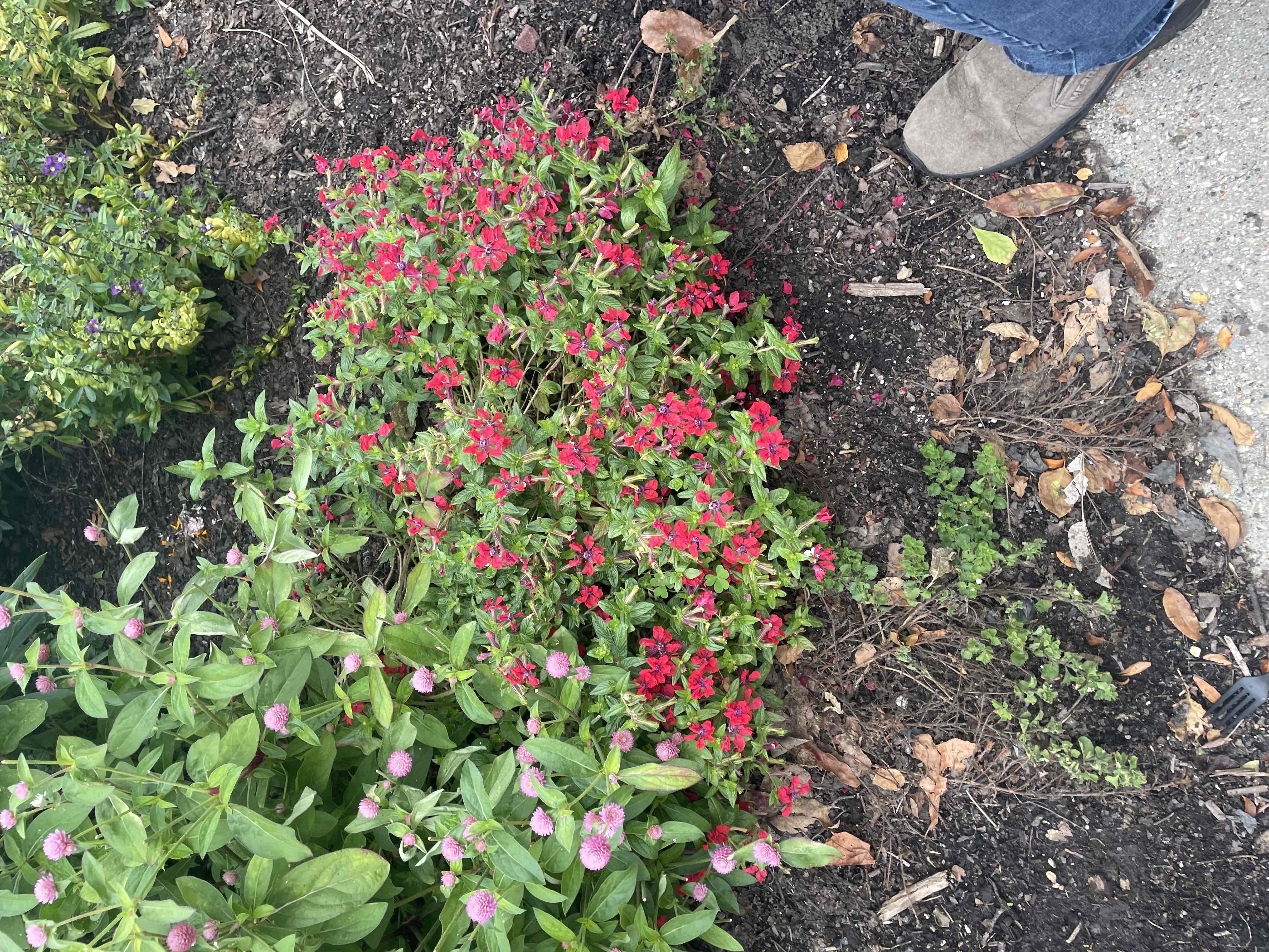 <p>Cuphea procumbens (Sweet Talk Series) ‘Red Splash’</p>
