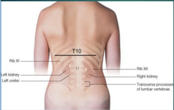 <p>Surface Anatomy (Posterior)</p><ul><li><p>5 ________ vertebrae</p></li><li><p>__________ pelvis</p></li><li><p>Rib __-__</p></li></ul><p></p>