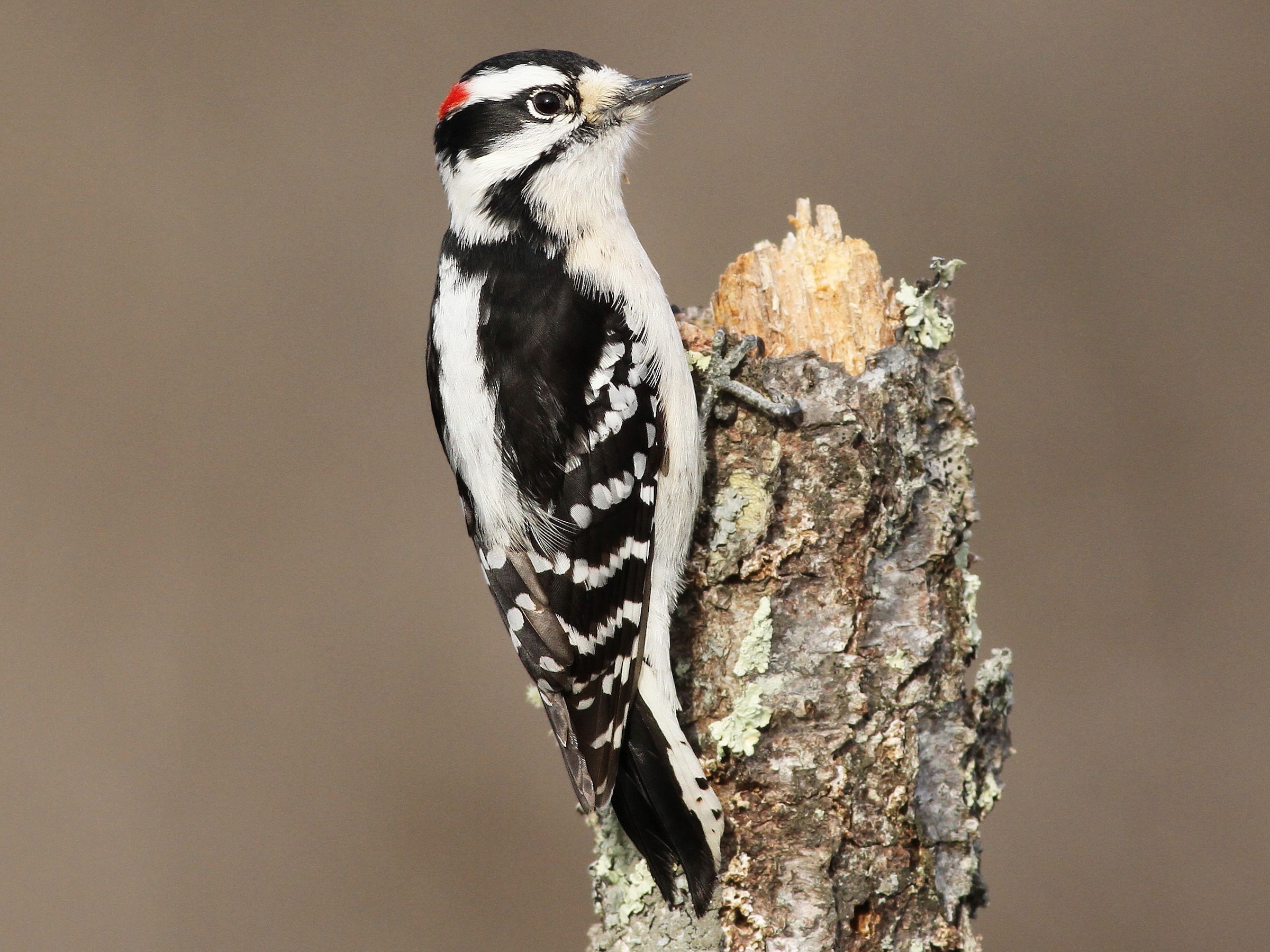 <p>Downy Woodpecker</p>