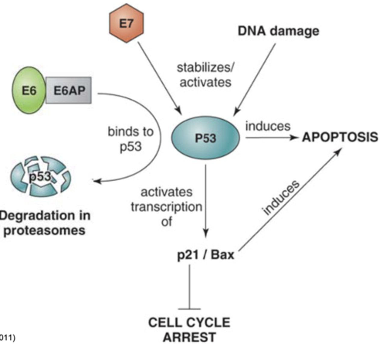 <p>-blocks apoptosis by inducing p53 degradation</p><p>-activated p53 induces apoptosis, so E6 (with cell protein E6AP) binds to p53 and degrades it</p><p>-E7 turns on cell cycle, but incidentally also activates P53, so E6 counteracts this</p><p>-cancer-inducing strains are very good at this process</p>