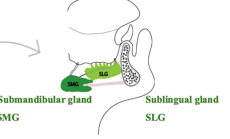 <p>What do sublingual glands produce?</p>
