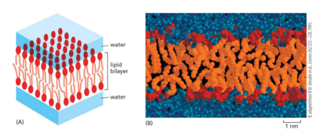 <p>Bilayer</p><ul><li><p>composed of <span style="color: yellow;">amphipathic molecules</span> (hydrophilic and hydrophobic parts)</p><ul><li><p>hydrophilic head</p></li><li><p>hydrophobic tail</p></li></ul></li><li><p><span style="color: yellow;">spontaneously assemble into bilayer</span></p><ul><li><p>hydrophilic head interacts with aqueous outside</p></li><li><p>hydrophobic tails interact with eachother on inside</p></li></ul><p></p></li><li><p><span style="color: yellow;"><mark data-color="yellow" style="background-color: yellow; color: inherit;">proteins and other stuff inside</mark></span> —→ fluid mosaic model</p></li></ul><p></p>