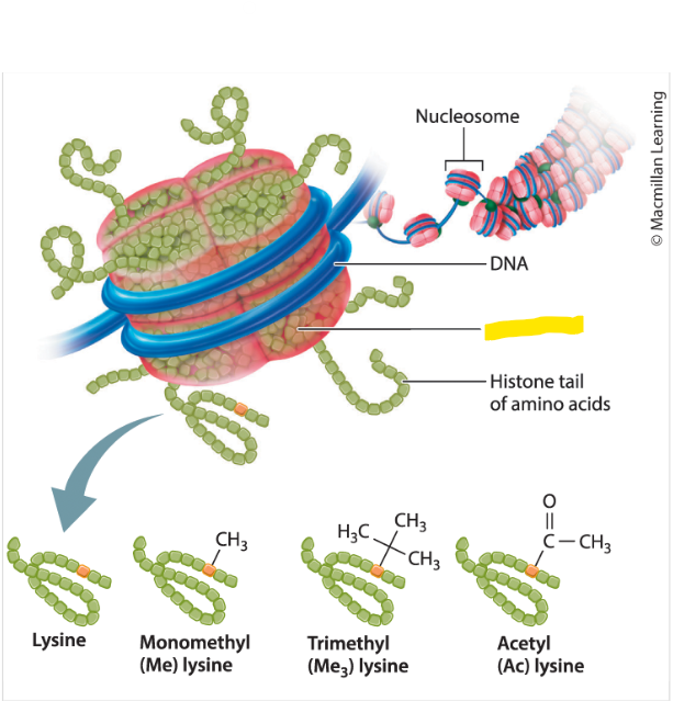 <p>in Eukaryotes, the proteins around which DNA is wound in each nucleosomes</p>