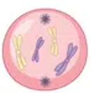 <ul><li><p>DNA condenses and winds up tightly</p></li><li><p>Nuclear envelope breaks down</p></li><li><p>Centrioles move to opposite ends of the cell and spindles begin to form</p></li><li><p>Spindle fibres stretch across cell</p></li></ul><p></p>