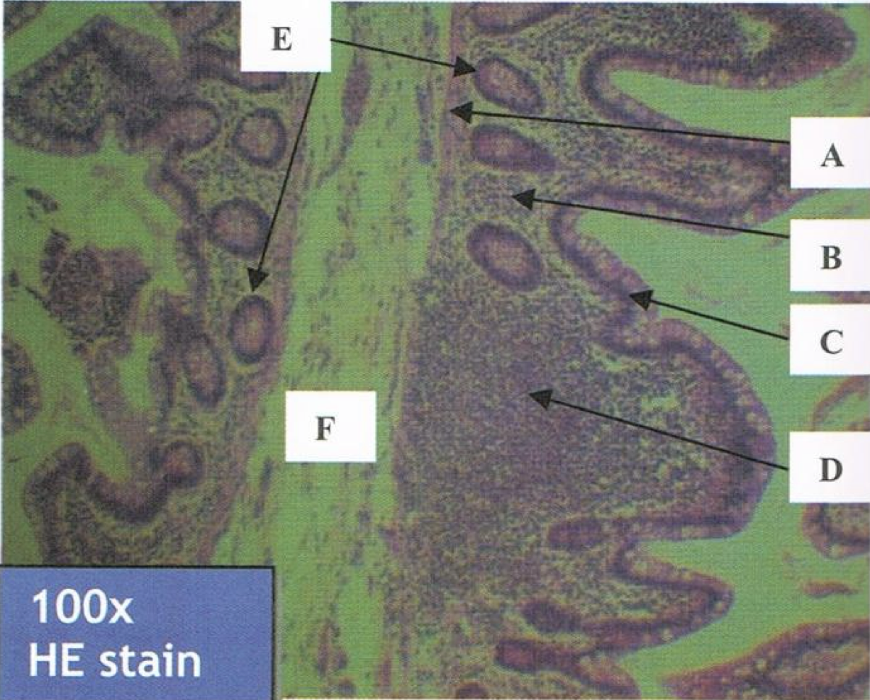 <p>Identify the structure</p>