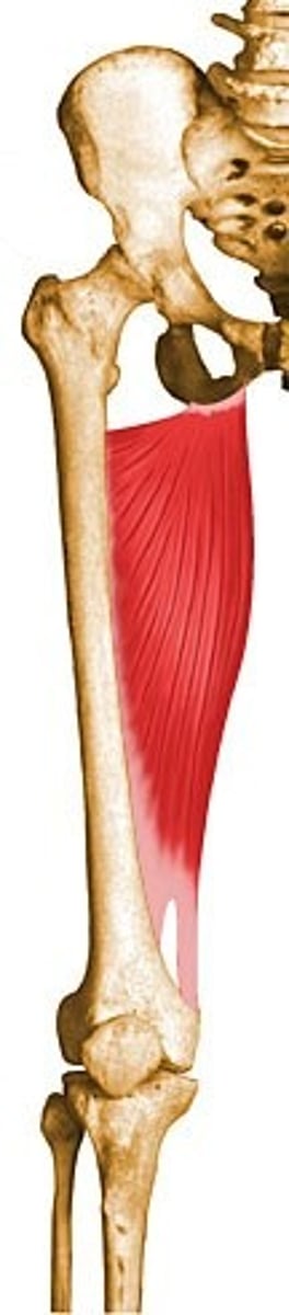 <p>adducts thigh, extension of leg</p>
