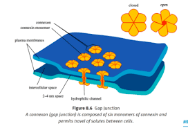 <p>- allow direct cell-cell communication<br>- often found in small bunches together<br>- formed by alignment &amp; interaction of pores composed of 6 <u>connexin</u> molecules<br>- permit movement of water &amp; some solutes directly between cells ~ don’t permit protein transfer</p>