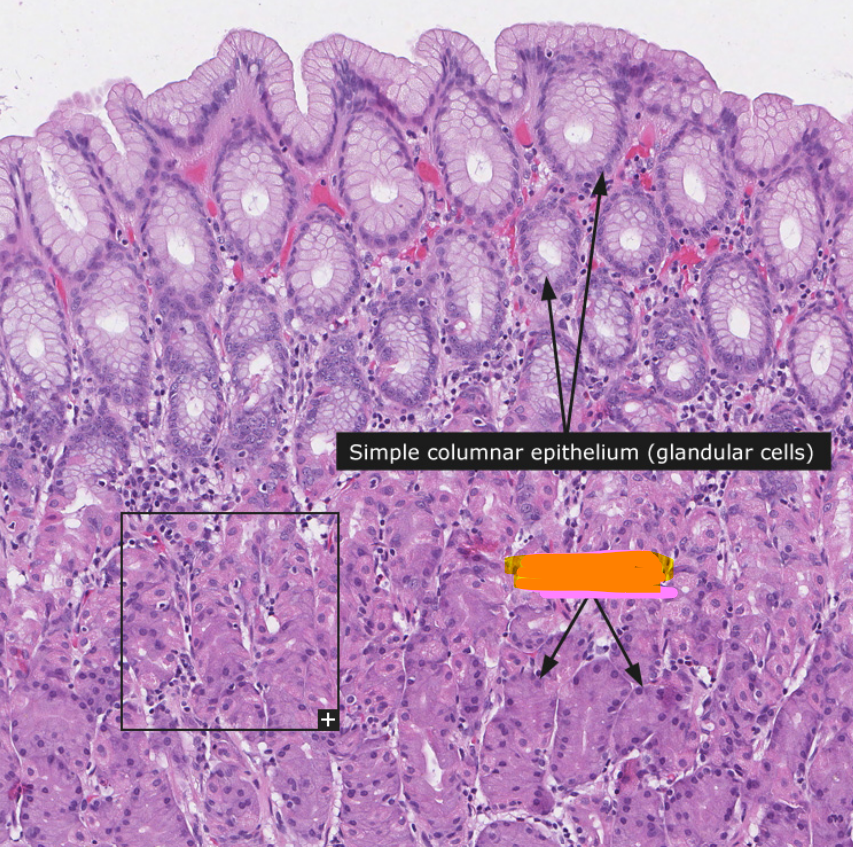 knowt flashcard image