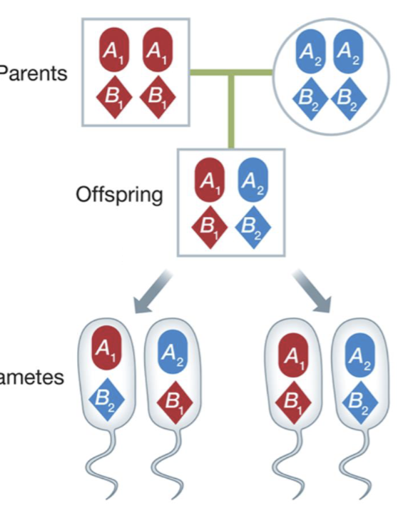 <p>Recombination</p>