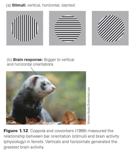 the relationship between stimuli and physiological responses
