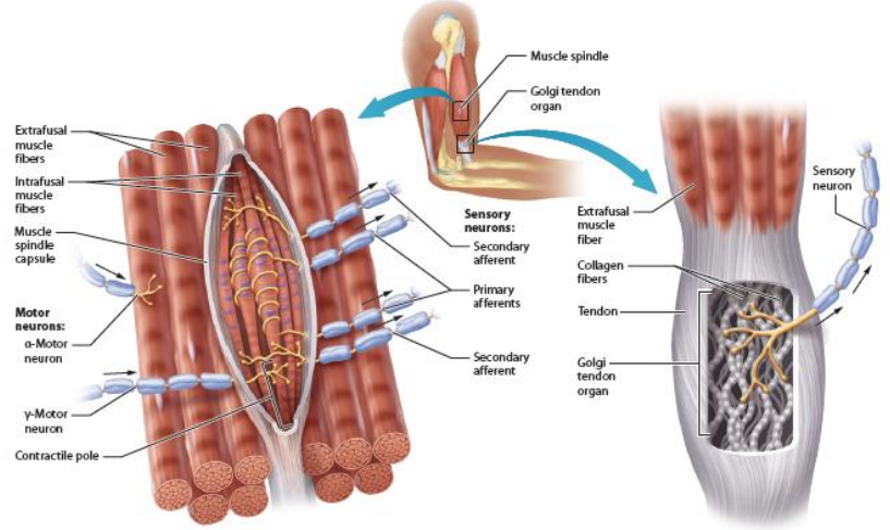 <p>Os músculos têm sistemas de deteção das forças que estão a ser aplicadas. Dentro temos fibras musculares que não contraem, são sensoras.</p><p><mark data-color="red" style="background-color: red; color: inherit">Fusos musculares (fibras intrafusais):</mark></p><p>- Distensão </p><p>- Comprimento </p><p>- Posição </p><p><strong>- Inervados por fibras sensitivas Ia</strong></p><p>Dentro de um ventre esquelético temos vários - células intrafusais. Detetam a variação de comprimento do musculo.</p><p><mark data-color="red" style="background-color: red; color: inherit">Órgãos tendinosos de Golgi </mark></p><p>- Força muscular </p><p><strong>- Inervados por fibras sensitivas Ib</strong></p><p>Temos neurônios tipo 1B e Aalpha com muita mielina e enviam ao SNC a força que está a usar.</p>