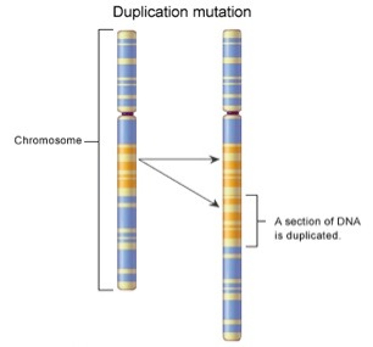 <p>a genetic change where a section of a chromosome is abnormally copied, resulting in an extra copy of that genetic material</p>