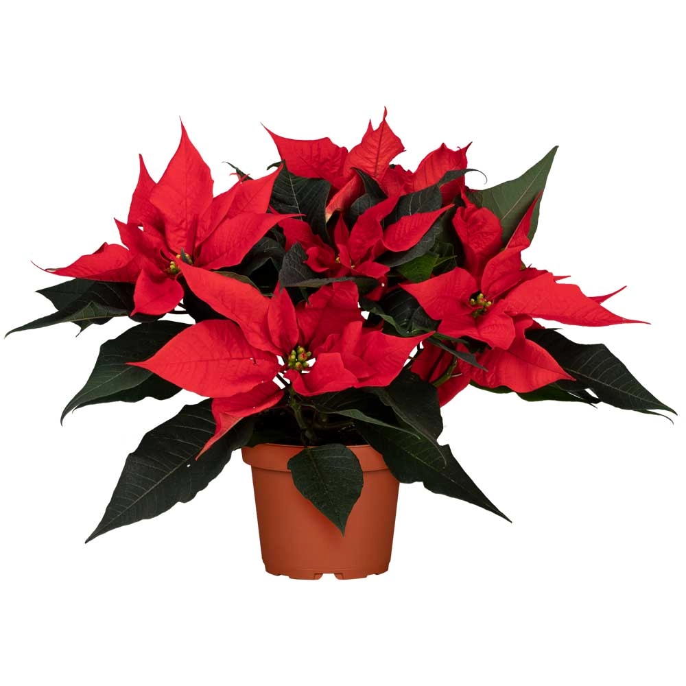 <p>Weihnachstsstern</p>