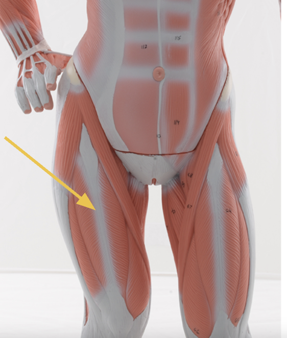 <p>rectus femoris m.</p><p><span>O: AIIS</span></p><p><span>I: patella, tibial tuberosity&nbsp;</span></p><p><span>Action(s): knee extension, hip flexion</span></p><p><span>Innervated by femoral nerve</span></p>