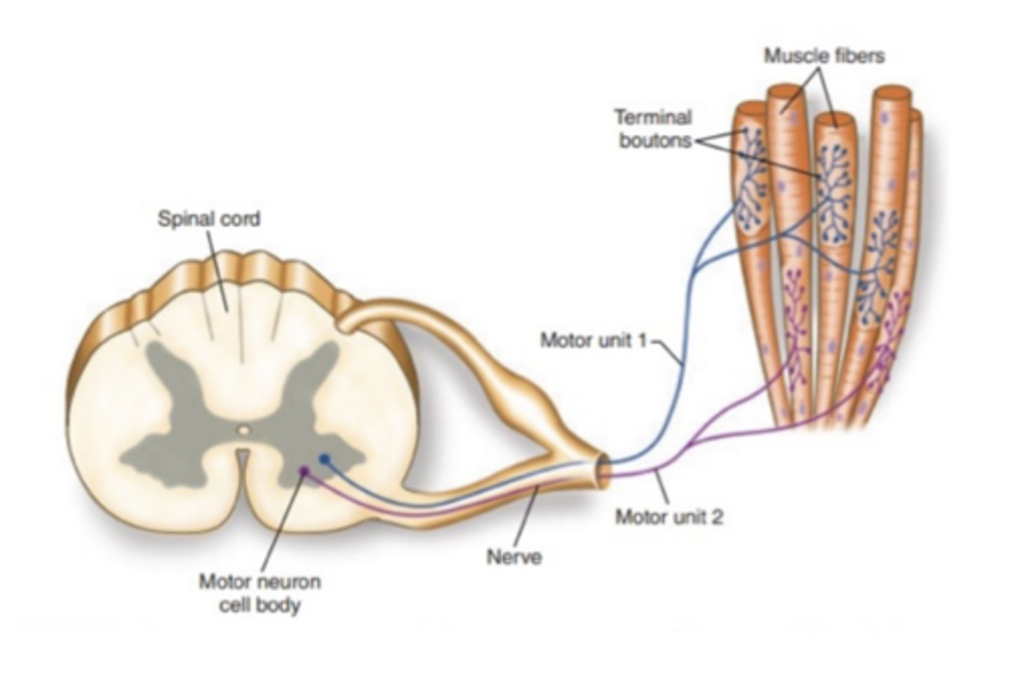 <p>One α-motor neuron + all the muscle fibres it innervates. α-motor neurons are lower motor neurons.</p>