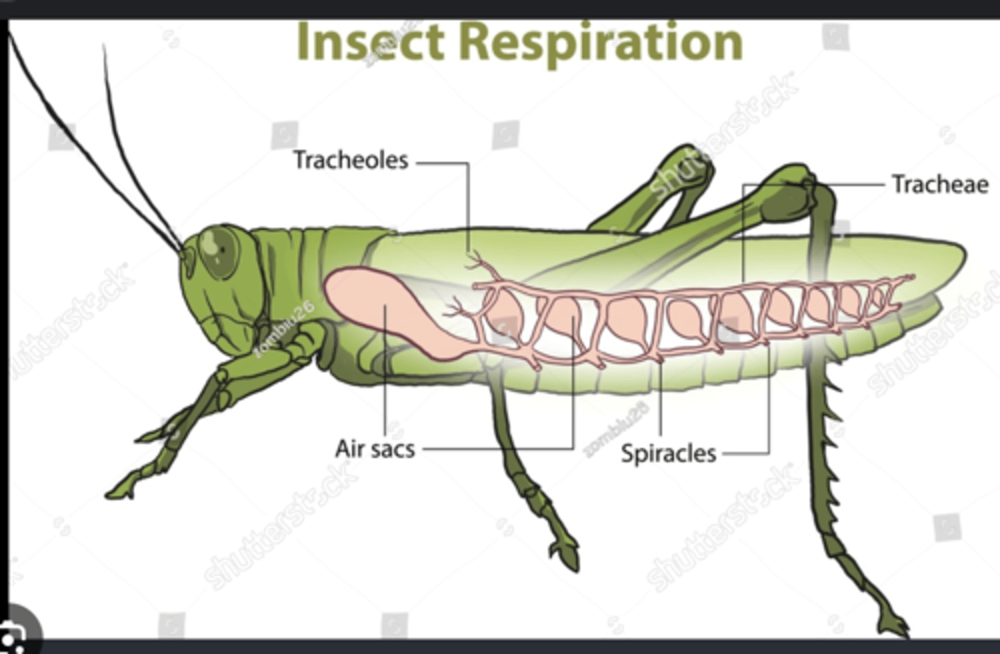 <p>Enlarged tracheae that store air and facilitate ventilation during flight.</p>