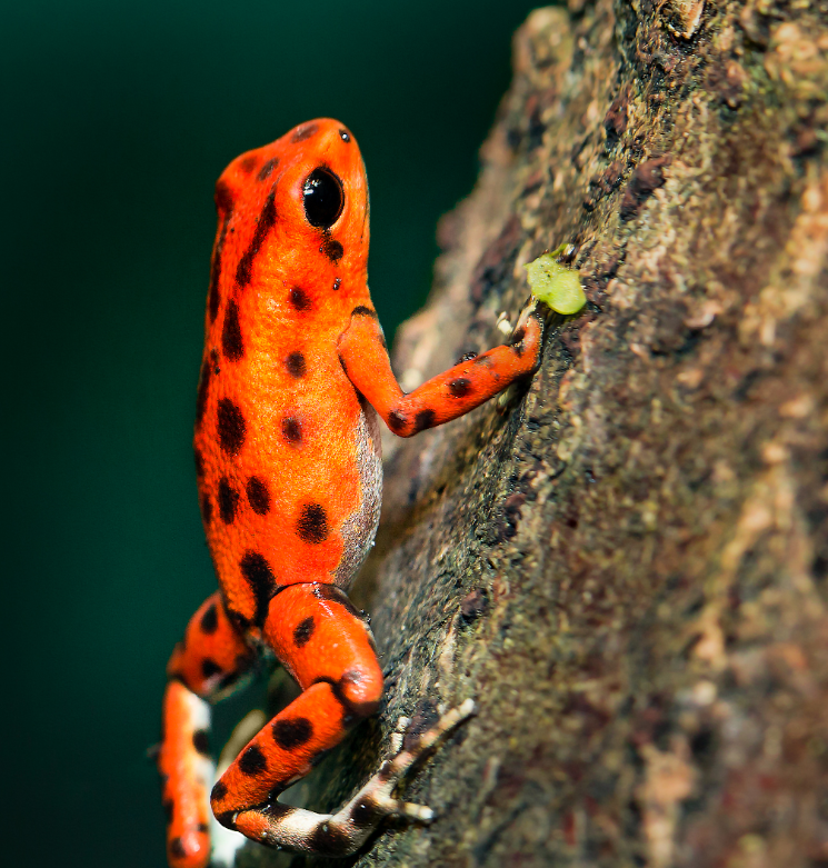 <p><span>The brilliant orange and black coloration of this poison dart frog is an advertisement that this animal is poisonous. This frog provides an example of:</span></p>