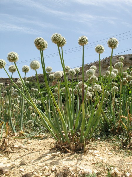 <p>Allium cepa</p>