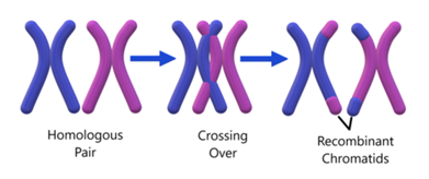 <p>-produces genetic diversity among offspring:</p><p>ācrossovers</p><p>āind. assortment </p><p>ārandom fertilization </p>