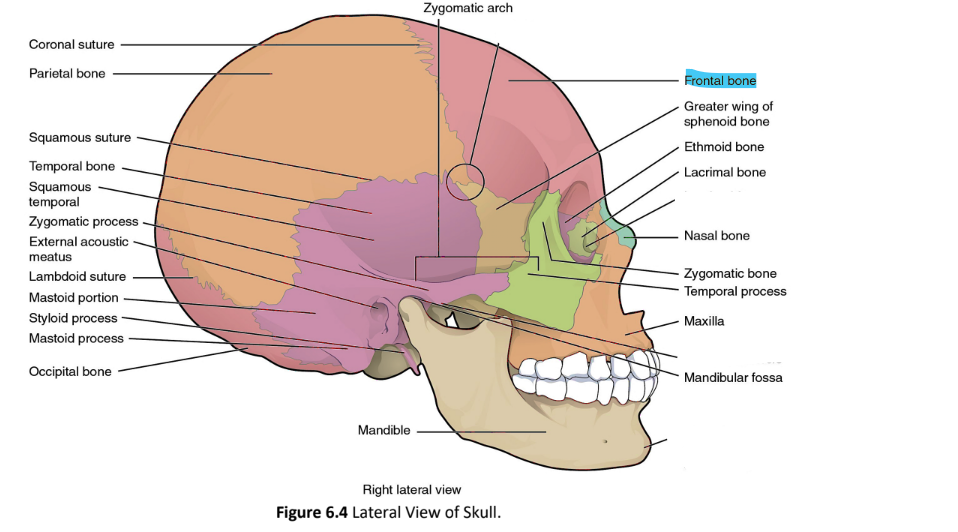 <p>frontal bone</p>