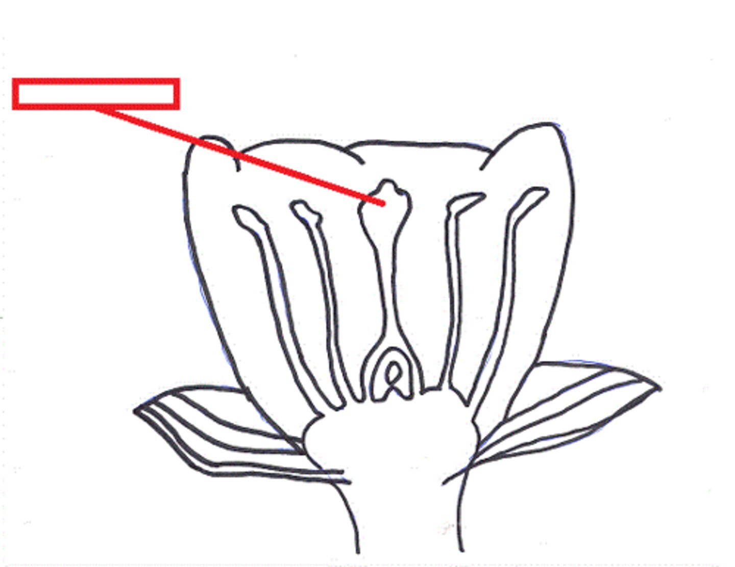 <p>The top of the central female part of a flower, where pollen is received.</p>