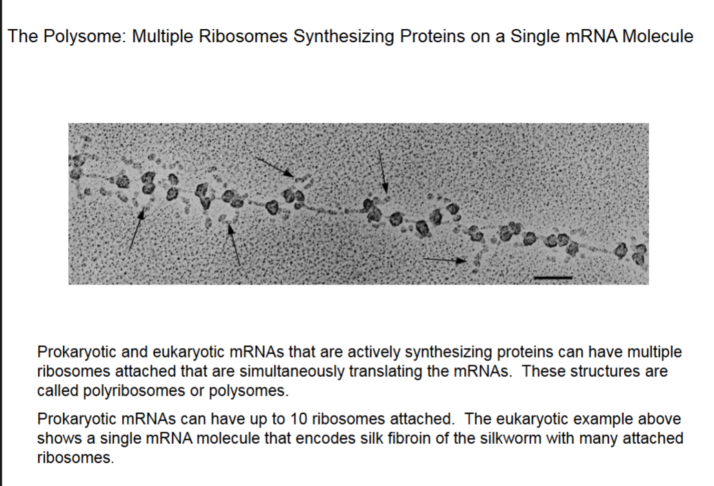 <ul><li><p>This mRNA synthesizes fibroin (β-sheet).</p></li><li><p>Arrows point to synthesized proteins.</p></li></ul><p></p>