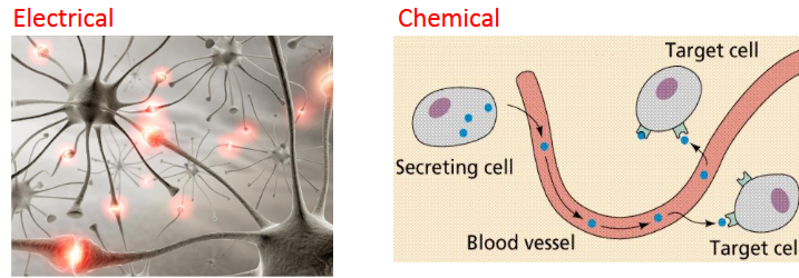 <p>Involves nerves and/or blood for transportation</p><ul><li><p><strong>Hormones</strong>: chemical signals that are <u>secreted into the blood &amp; distributed all over the body</u> via circulation (blood vessels)</p></li><li><p><strong>Neurocrine System</strong>: the nervous system uses a <u>combination of chemical signals &amp; electrical signals</u> to communicate over long distances.</p><ul><li><p>An electrical signal travels along a nerve cell until it reaches the very end of the cell, where it is translated into a chemical signal secreted by the neuron</p></li></ul></li></ul><p></p>