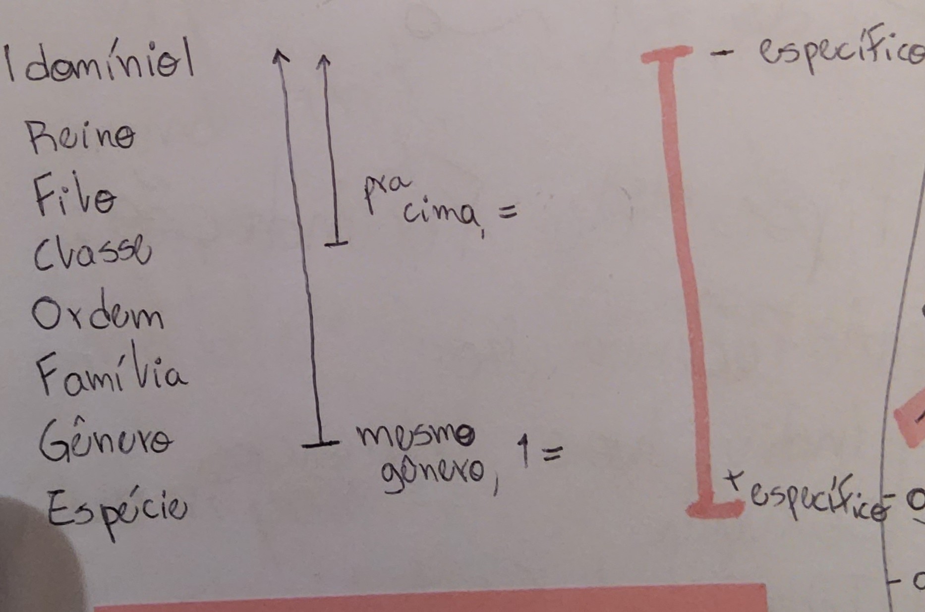 <ol><li><p>classificação de Lineu - (5) táxons, pastinhas dentro de pastinhas</p></li><li><p>classificação atual - (7) táxons, filogênese - evolução</p></li></ol>