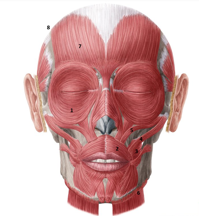 <p>muscles of facial expression</p>