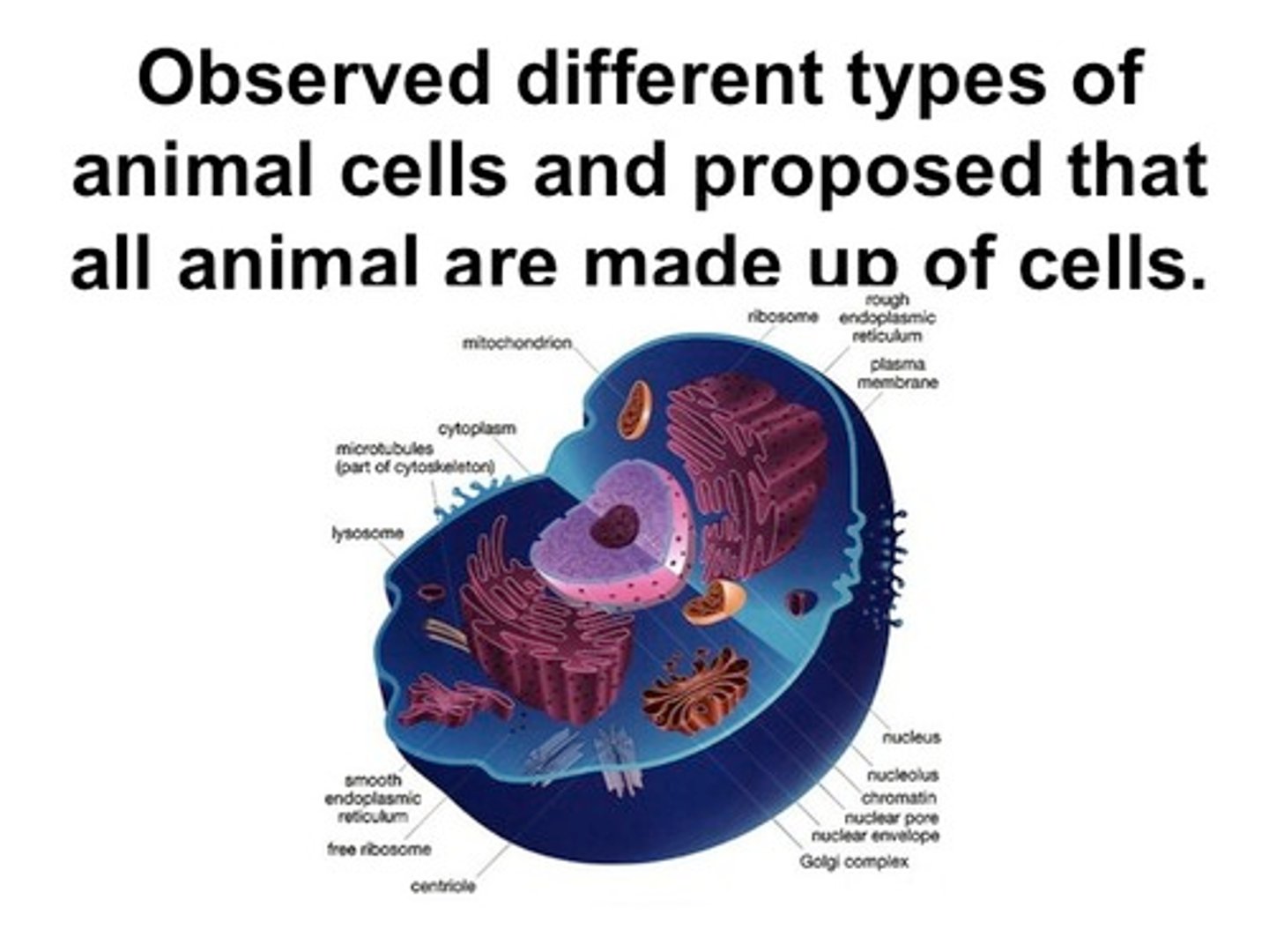 <p>German zoologist who studied animal cells, he and Schleiden contributed to cell theory by demonstrating that all living things are made of cells AND that cells are the basic structural unit of living things</p>