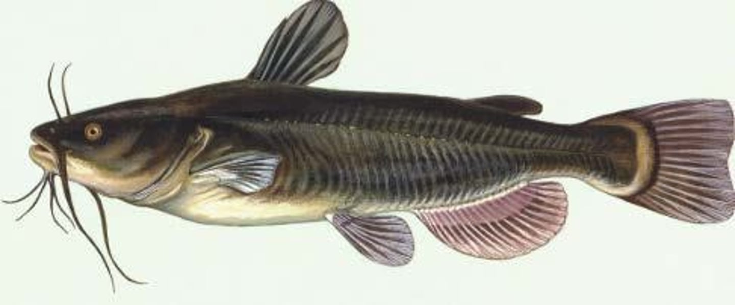 <p>They have dermal plates, an oral disk, terminal and subterminal mouths, and vascularised stomachs.</p>