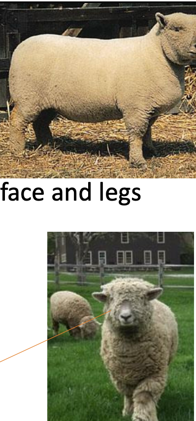 <p>Southdown</p><p></p><p><strong>Origin</strong>: England</p><p><strong>Color</strong>: White, Gray to light brown face and legs</p><p><strong>Horns</strong>: Polled</p><p><strong>Traits</strong>: Medium wool, wool extends down legs and over face</p>