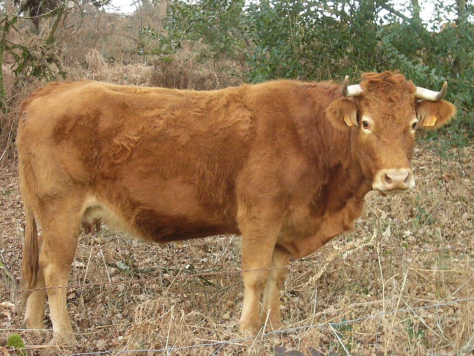 <p>france, dark body with light eyes, good feed efficiency, lean carcass with large rib eye area, primarily terminal sire, Lim Flex composite programs</p>